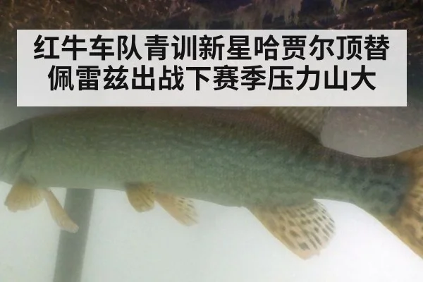红牛车队青训新星哈贾尔顶替佩雷兹出战下赛季压力山大